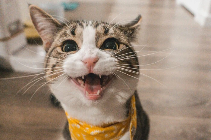 In der Region Lwiw rettete eine Katze ihre Besitzer vor einem tödlichen Brand