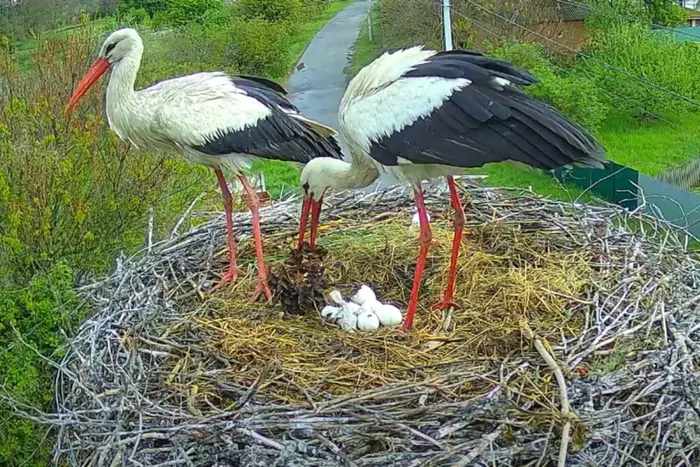 Chicks of storks Odarka and Grytsyk