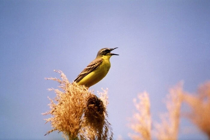 Through the war in Ukraine, sparrows, swallows, and rare wetland birds are disappearing: an ornithologist's explanation