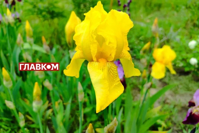 In der Ukraine wechselhafte Bewölkung und kein Niederschlag: Wettervorhersage für den 10. Juni