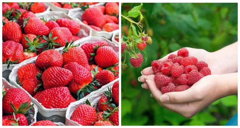 Not everyone can afford: how much strawberries, cherries, apricots, and raspberries cost in stores and markets