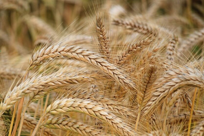 W Ukrainie rozpoczęły się żniwa: gdzie zbierają najwięcej zboża