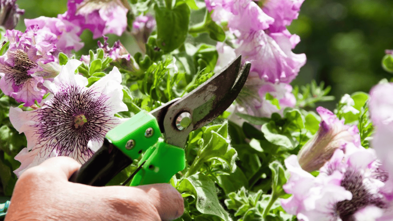 Caring for Petunias in July 2025 - How to Make Them Bloom Magnificently