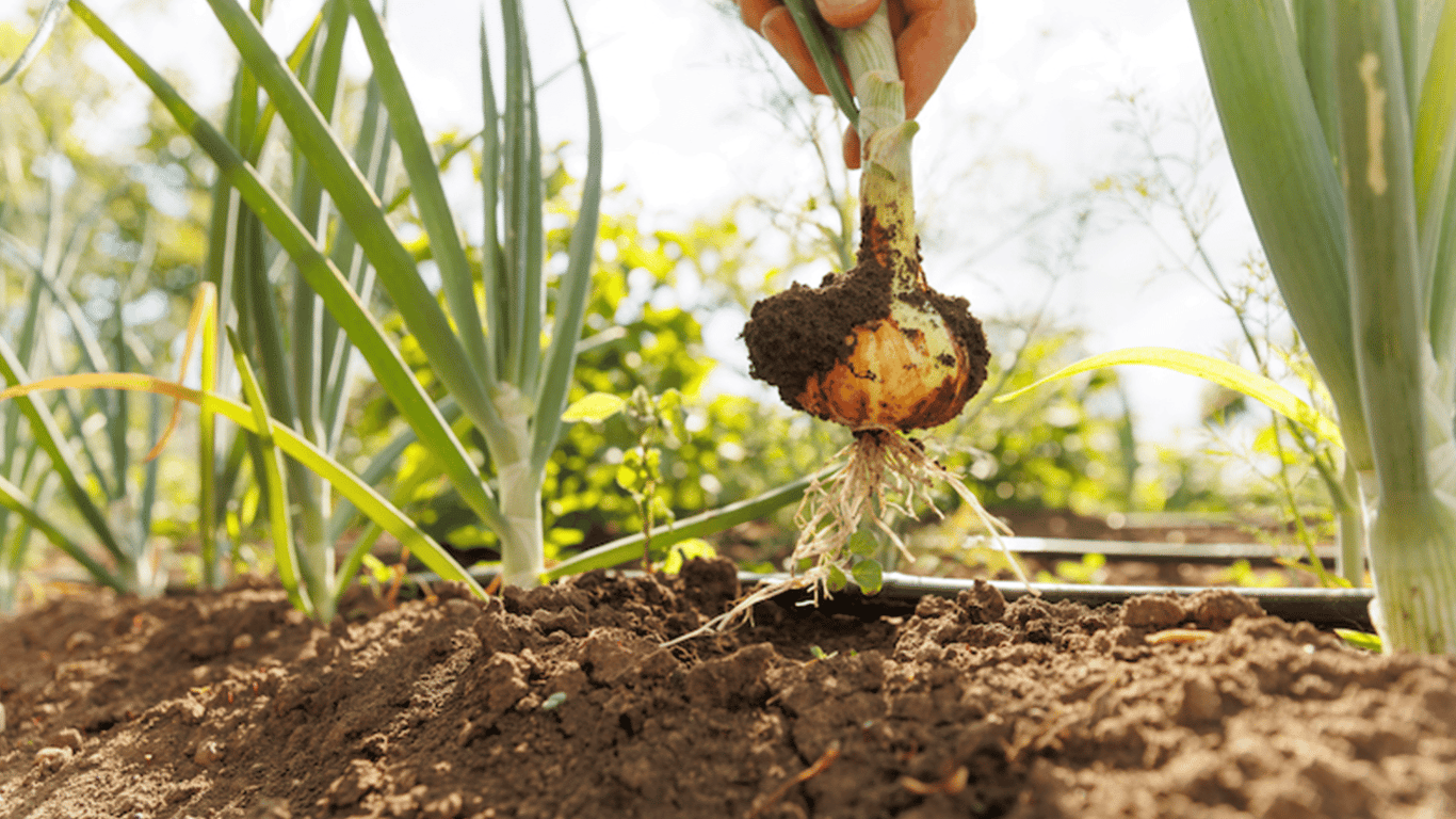When to Harvest Onions in the Garden in 2025 - Signs of Ripeness