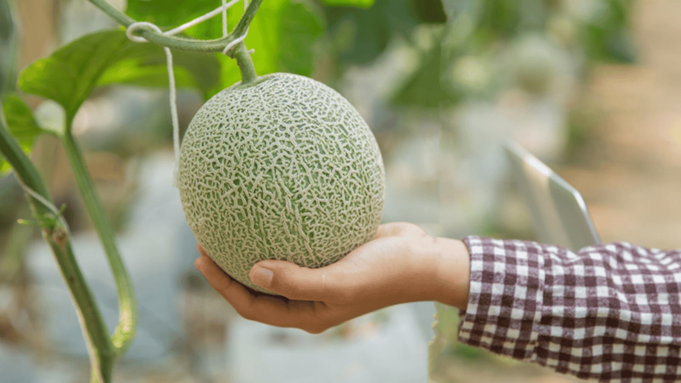 Temperature fluctuations - which melon varieties are the best