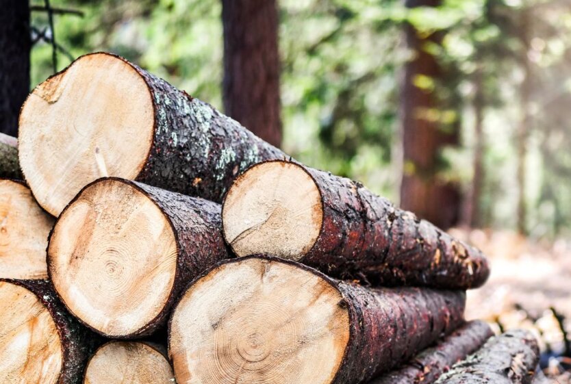 Wood export from Ukraine increased by 13%: the most popular types of raw materials
